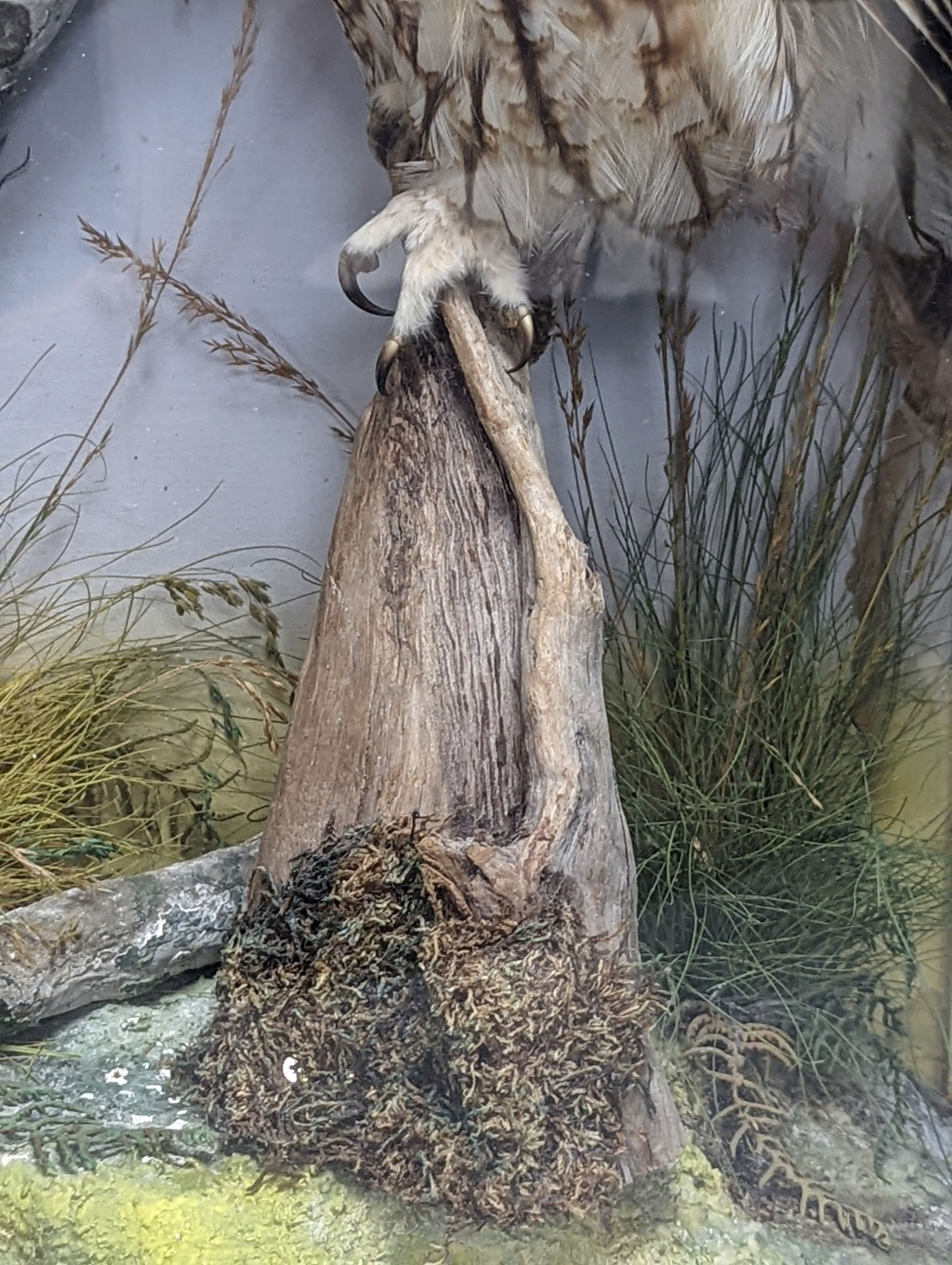 Taxidermic barn and tawny owls in glazed case 55cm